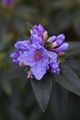 Rhododendron augustinii Blue Wonder-1 Różanecznik